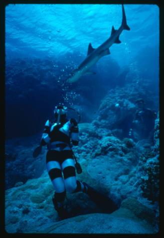 Valerie Taylor testing and disproving Walter Starck’s theory that mimicking a predator of sharks should deter them, by wearing a suit patterned like a banded sea snake.  