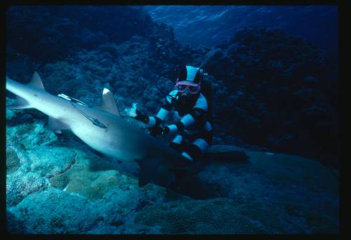 Valerie Taylor testing and disproving Walter Starck’s theory that mimicking a predator of sharks should deter them, by wearing a suit patterned like a banded sea snake.  