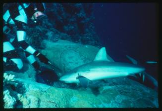 A Grey Reef Shark swimming towards Valerie Taylor who is on a dive to test the banded wetsuit being a deterrent to sharks theory