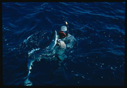 Scuba diver testing out the chainmail suit (mesh suit) in experiment using blue sharks 