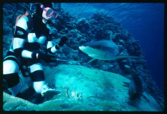 Valerie Taylor testing and disproving Walter Starck’s theory that mimicking a predator of sharks should deter them, by wearing a suit patterned like a banded sea snake.  