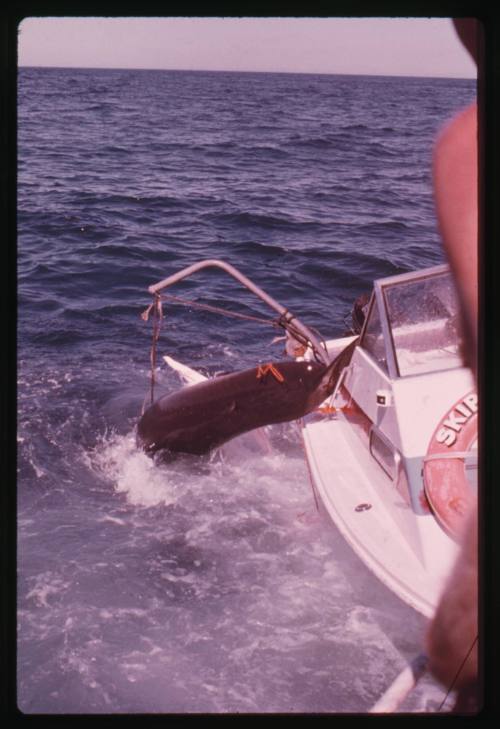 A shark thrashing in water next to a small boat