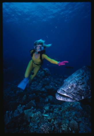 Valerie Taylor swimming with a Potato Cod over a bed of coral