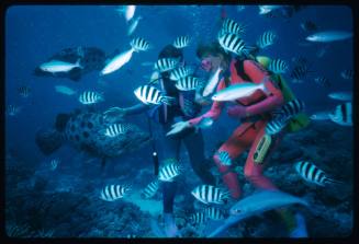 Valerie Taylor and another diver swimming with Potato Cod