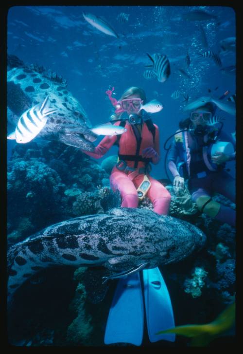 Valerie Taylor and another diver surrounded by Potato Cod