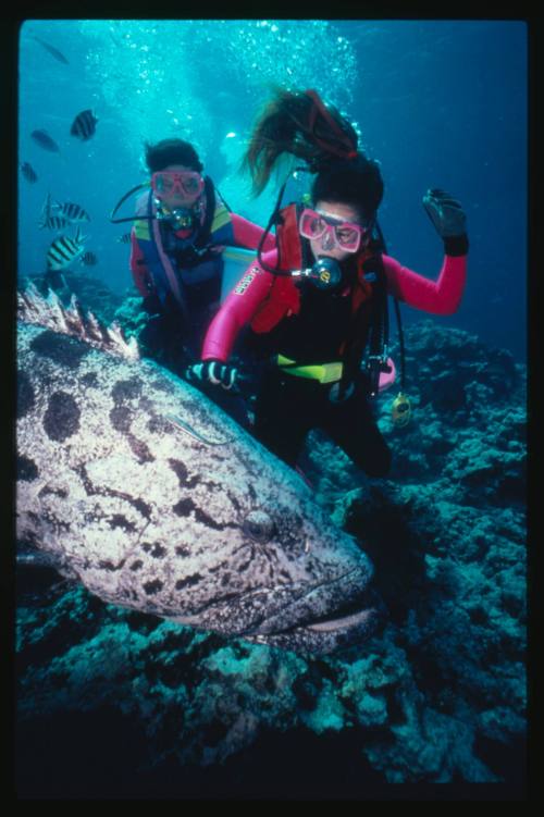 Hayley Smith and Monique Heights diving next to a Potato Cod