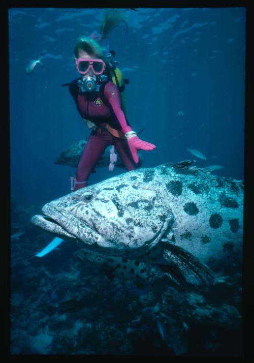 Valerie Taylor reaching out to touch a Potato Cod