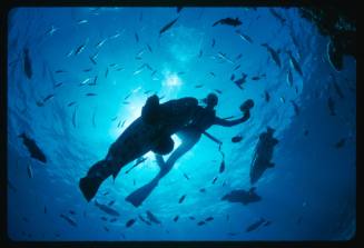 Valerie Taylor swimming at Cod hole located east of Lizard Island, Great Barrier Reef, Queensland