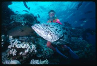 Valerie Taylor touching a Potato Cod