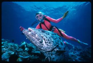 Valerie Taylor swimming with a Potato Cod