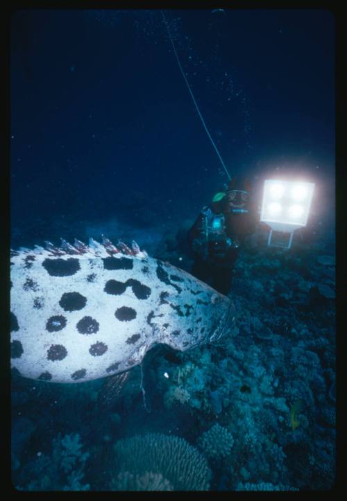 A diver filming a Potato Cod