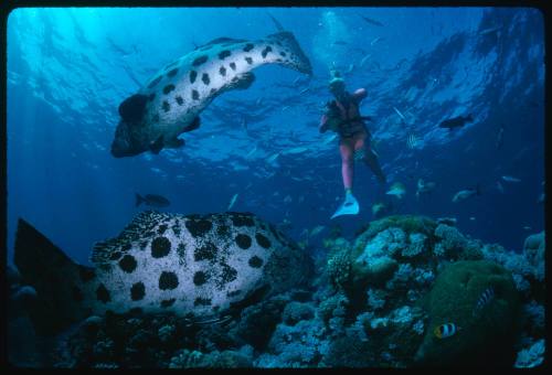 Valerie Taylor and Potato Cods swimming above a bed of coral