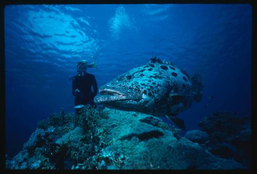 Valerie Taylor and a Potato Cod