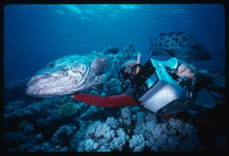 A diver with a video camera swimming with a Potato Cod