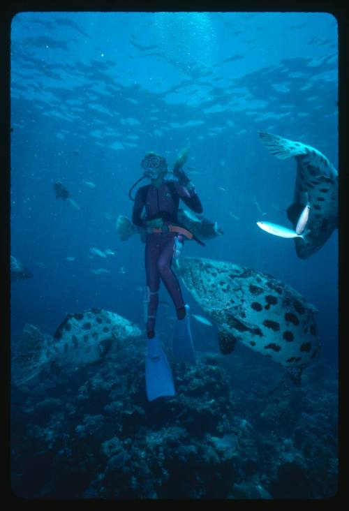 Valerie Taylor surrounded by Potato Cod