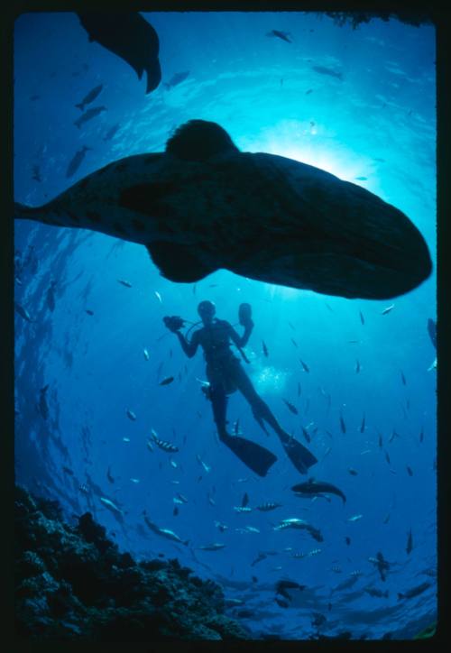 Valerie Taylor swimming at Cod hole located east of Lizard Island, Great Barrier Reef, Queensland