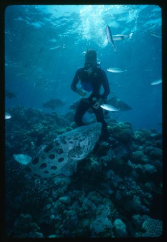 A diver with a Potato Cod