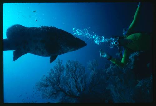 Diver about to feed a Potato Cod at Cod Hole located east of Lizard Island, Great barrier Reef, Queensland