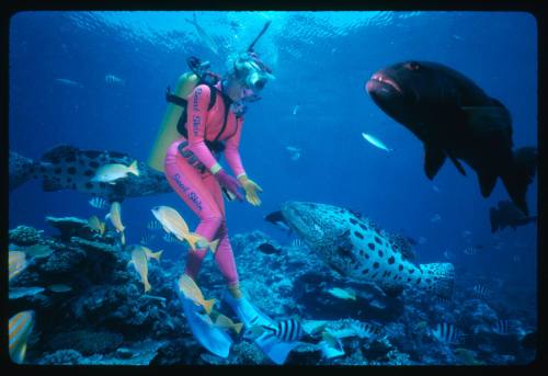 Valerie Taylor swimming with Potato Cods