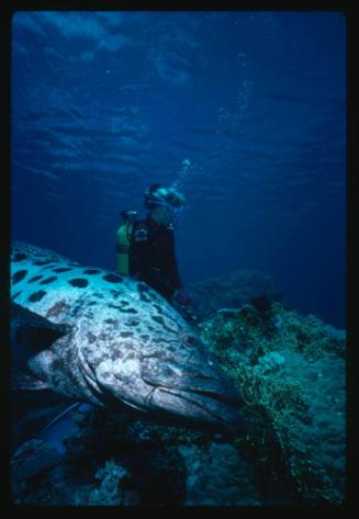 Potato Cod with a hook in it’s mouth