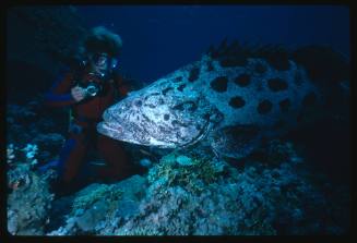 Valerie Taylor’s nephew Mark with a Potato Cod