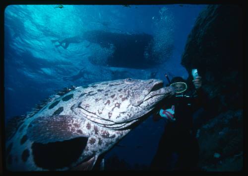 A Potato Cod swimming towards food held by a diver