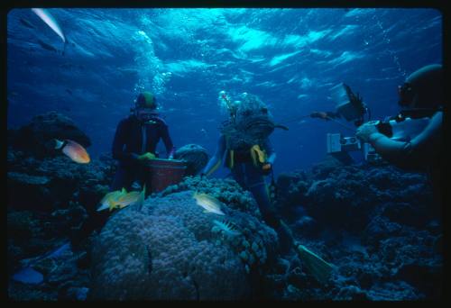 Divers with Potato Cod