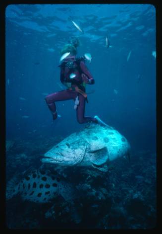 Valerie Taylor swimming with Potato Cod