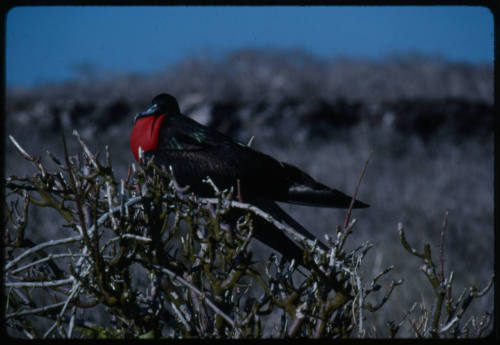 Male frigatebird