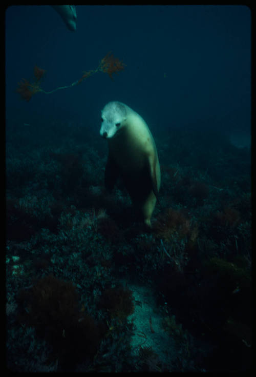 Sea lion near seafloor