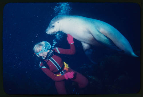 Valerie Taylor and a sea lion underwater