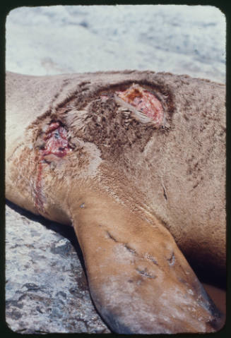 Wounded back of a sea lion