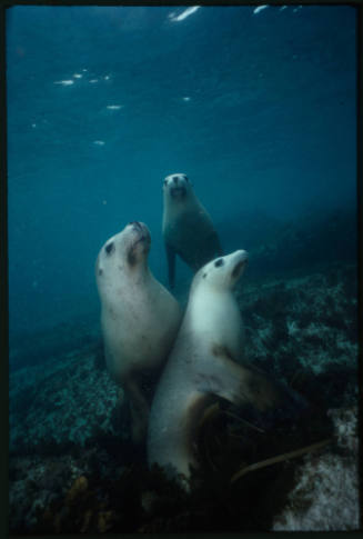 Three sea lions underwater