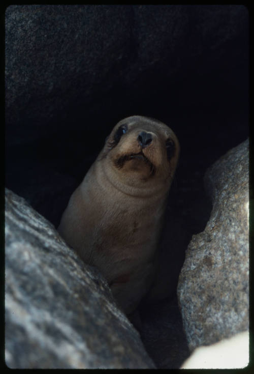 Sea lion within rocks looking at camera