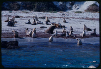 Colony of sea lions at a beach in Hopkins Island