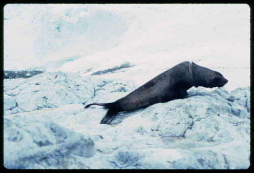 Seal with wound on neck