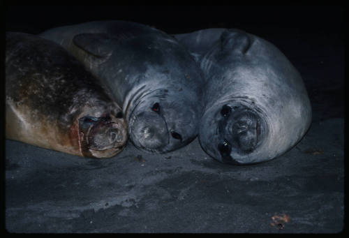 Three seals lying alongside on another