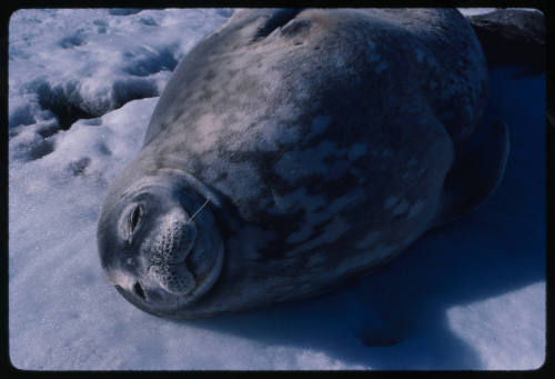 Weddell seal