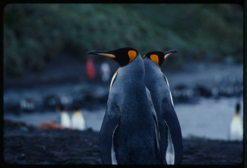 Two king penguins