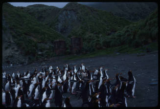 Waddle of royal penguins