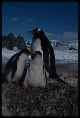 Gentoo penguin and two chicks