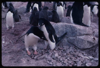 Colony of Adelie penguins