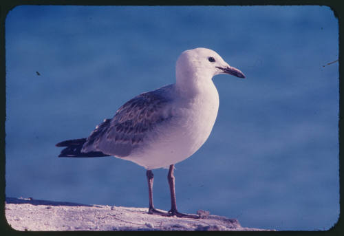 Bird on rock surface