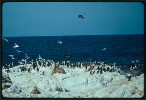 Cormorants and sea lions on rock surface