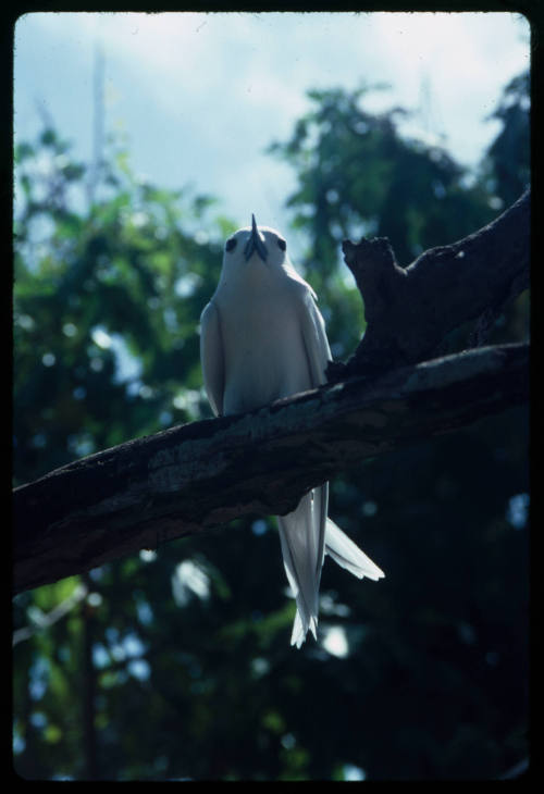 White bird on a branch