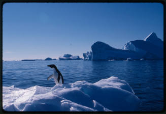 Adelie penguin on ice