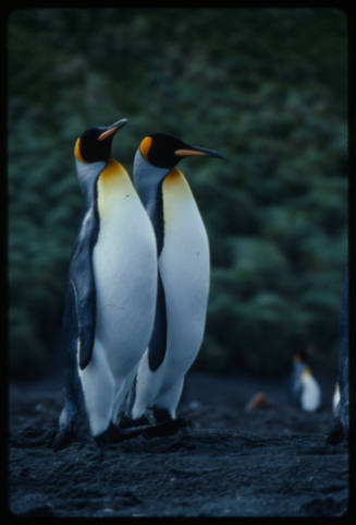 Two king penguins