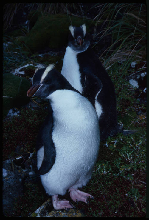 Two erect-crested penguins on grass