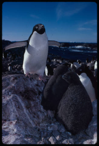 Colony of Adelie penguins