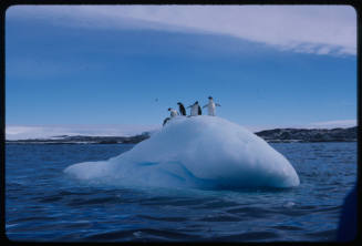 Six penguins on an iceberg